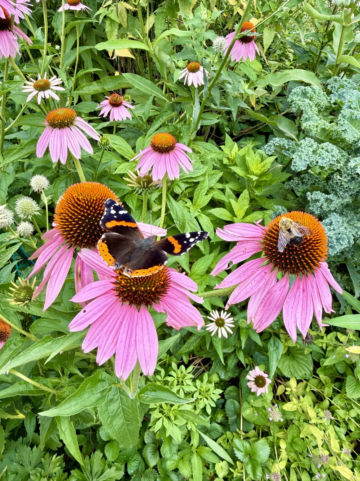 Red Admiral on Echinacea